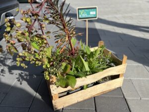 IMG 4844