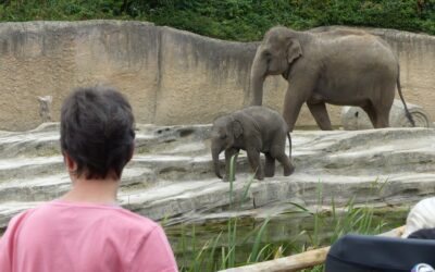 ab in den Zoo nach Emmen